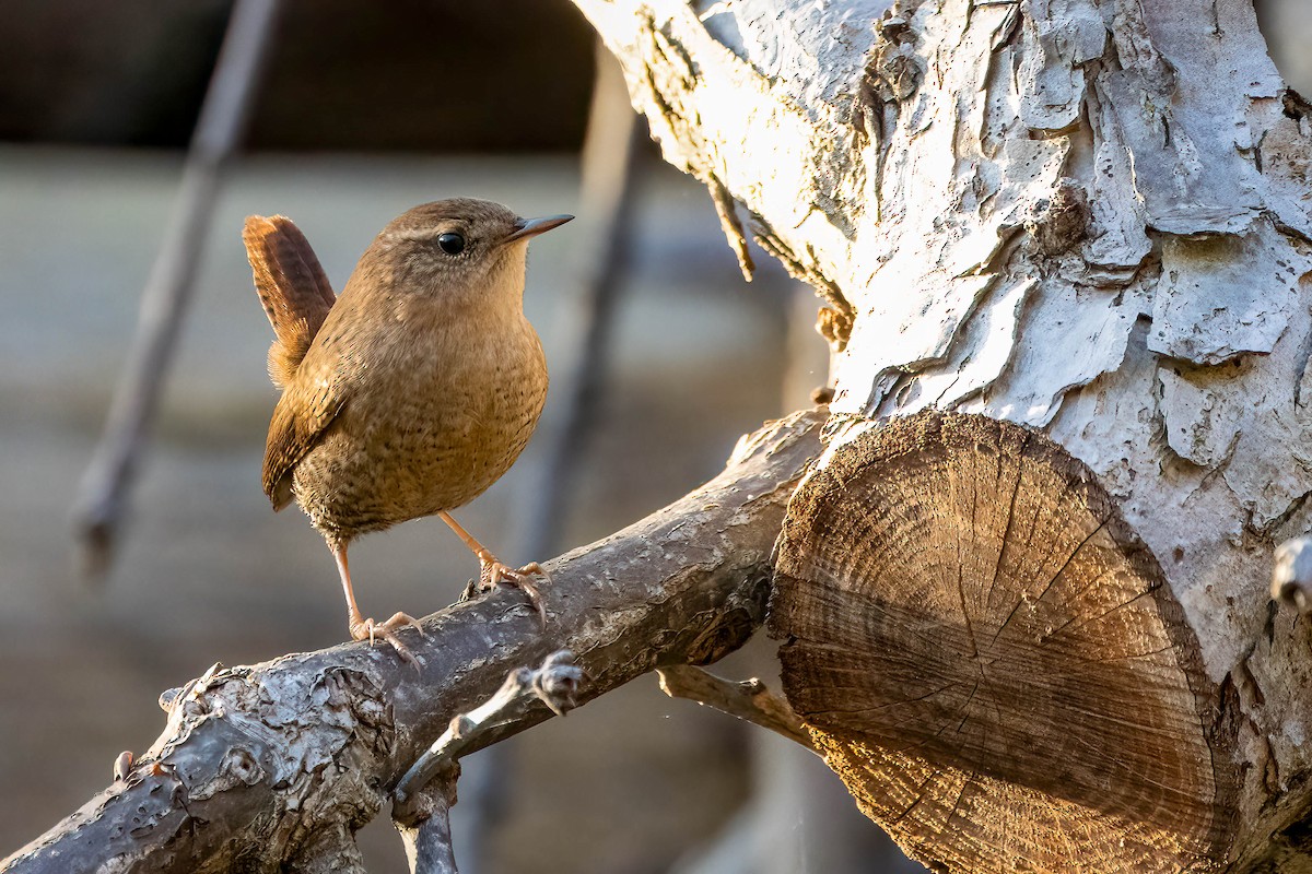 Winter Wren - Gustino Lanese