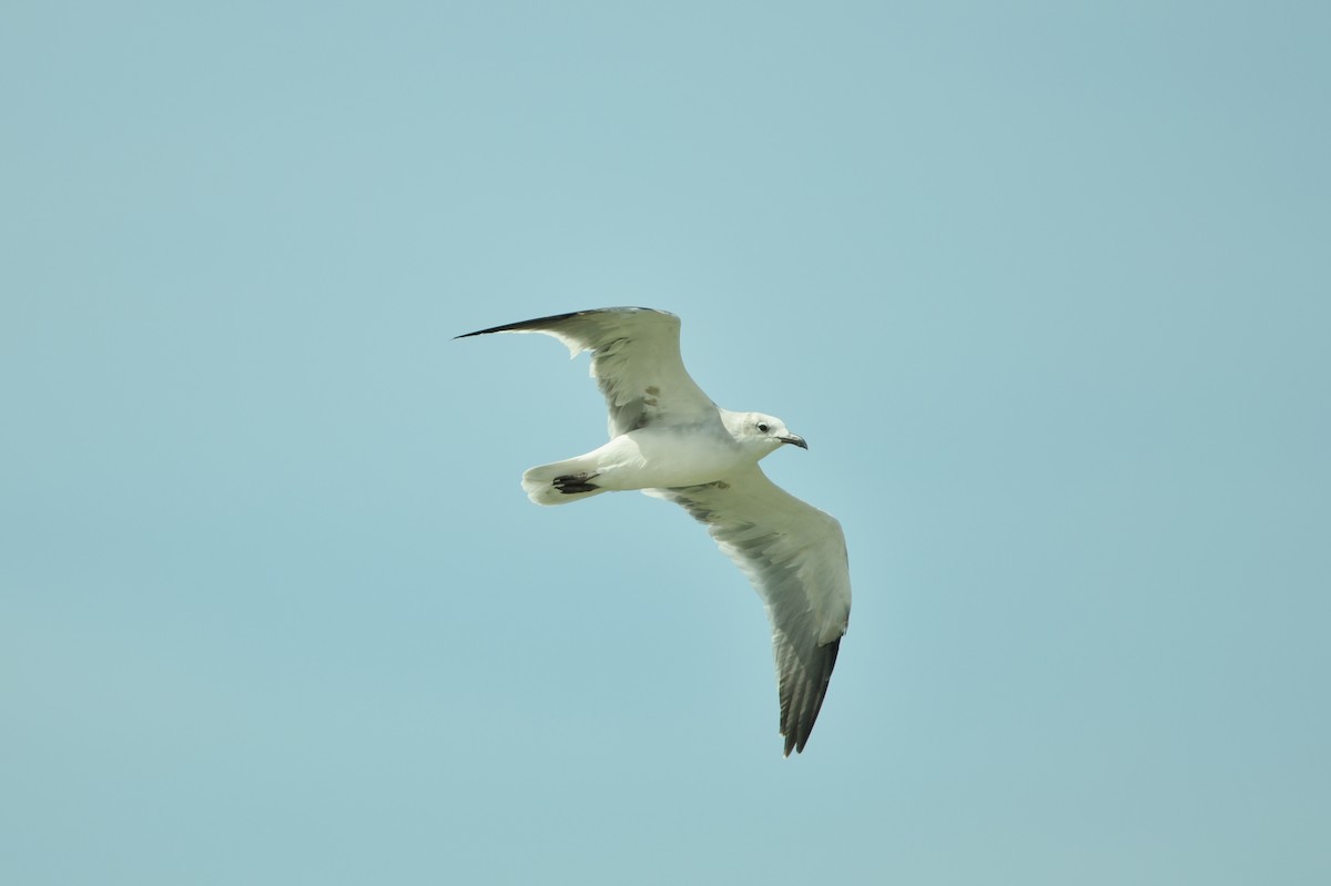 Gaviota Guanaguanare - ML625342660