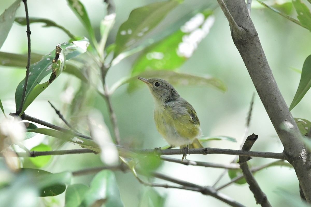 Reinita de Manglar (grupo erithachorides) - ML625342666