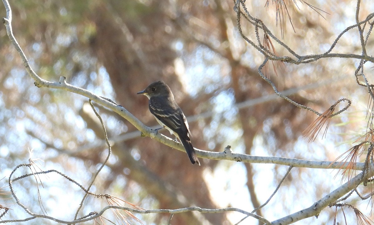 Western Wood-Pewee - ML625342731