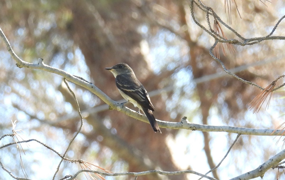 Western Wood-Pewee - ML625342735