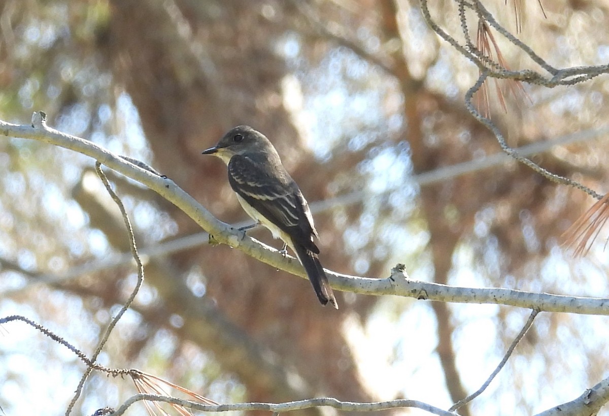 Western Wood-Pewee - ML625342736