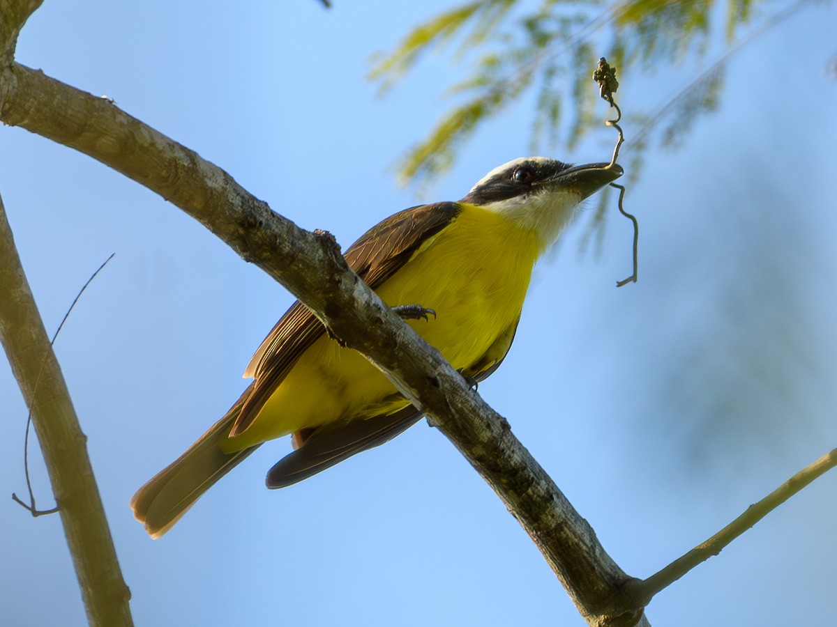 Boat-billed Flycatcher - ML625342804