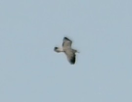 Ring-billed Gull - ML625342893