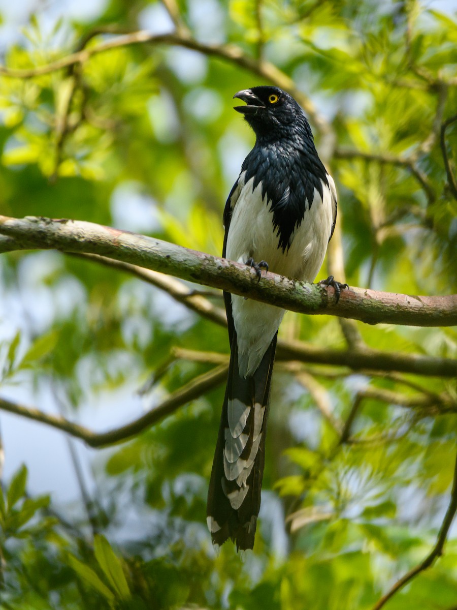 Magpie Tanager - Carlos Rossello