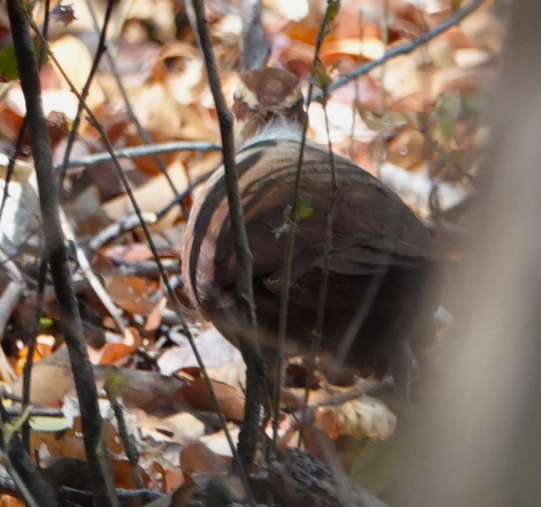 White-breasted Mesite - ML625343001