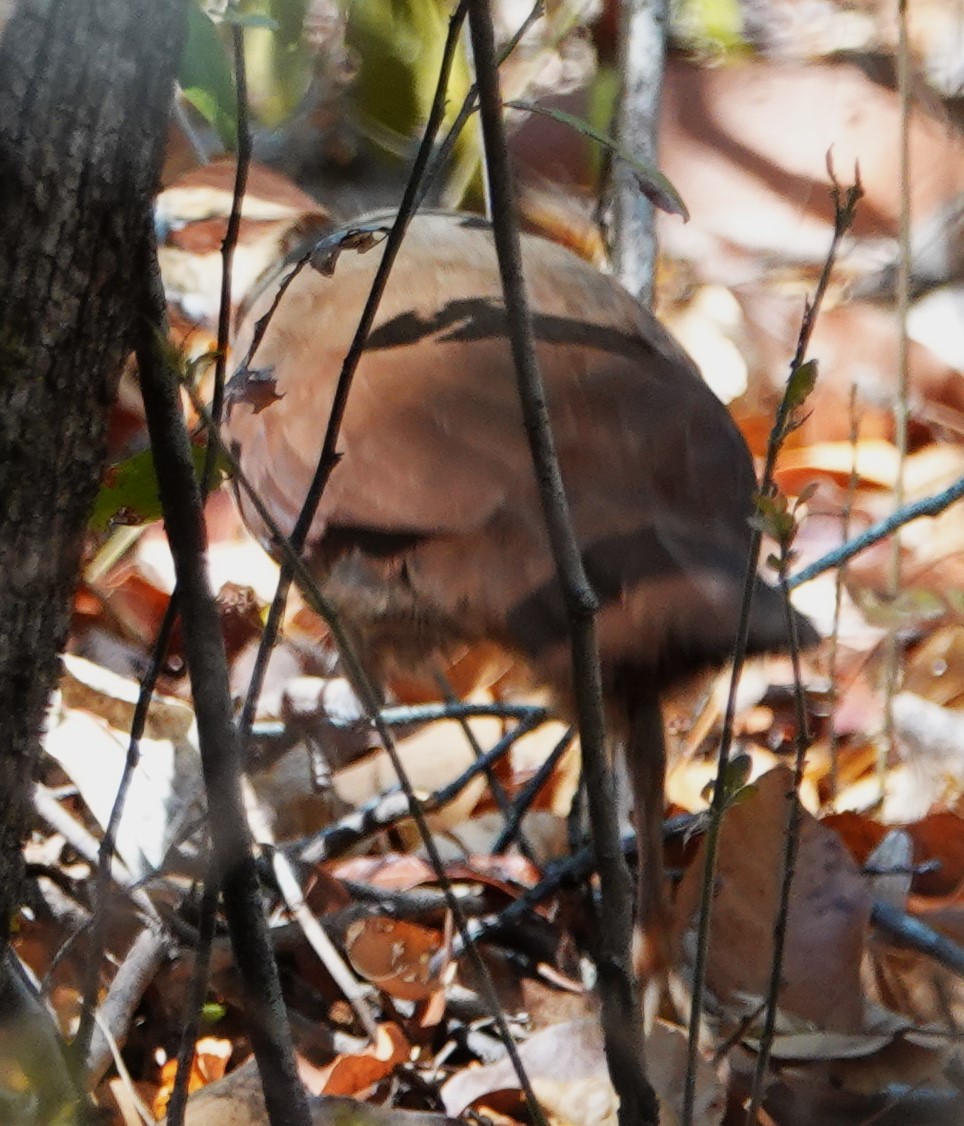 White-breasted Mesite - ML625343002