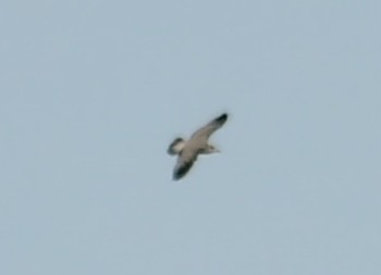 Ring-billed Gull - ML625343063