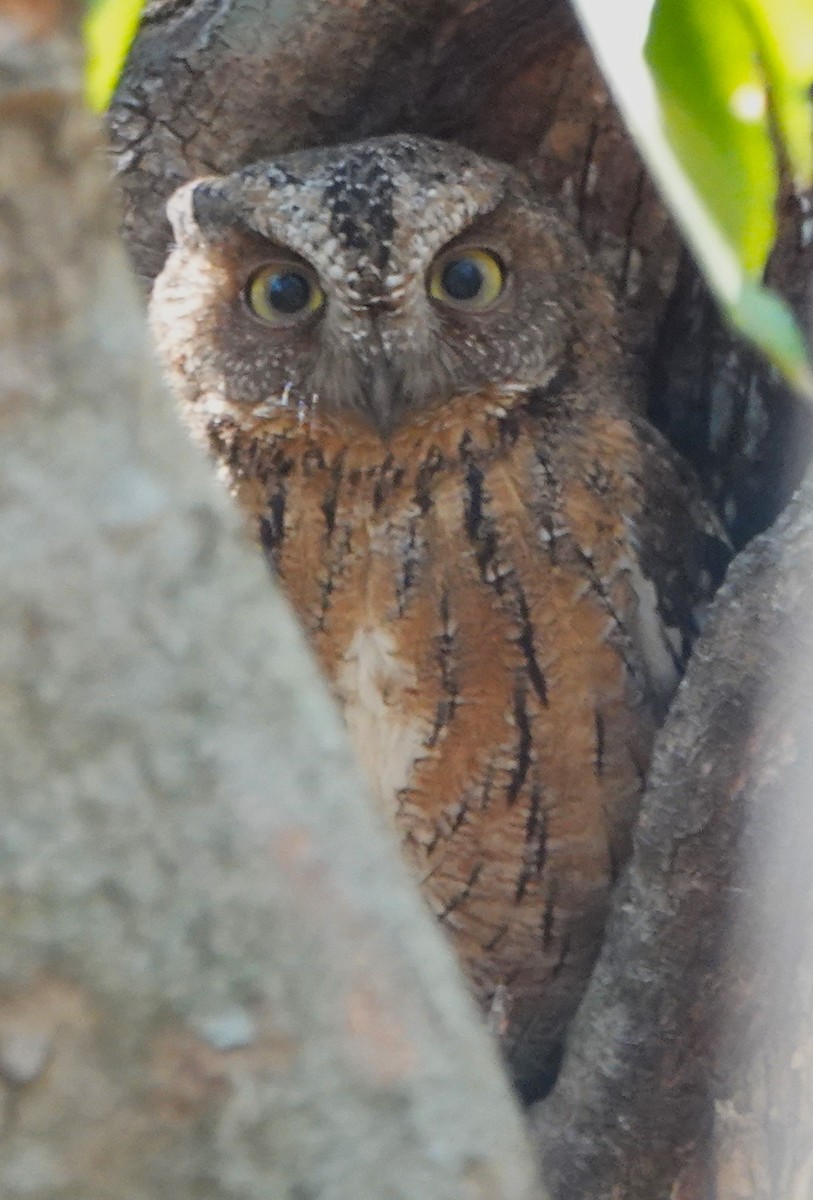 Madagascar Scops-Owl (Torotoroka) - ML625343098