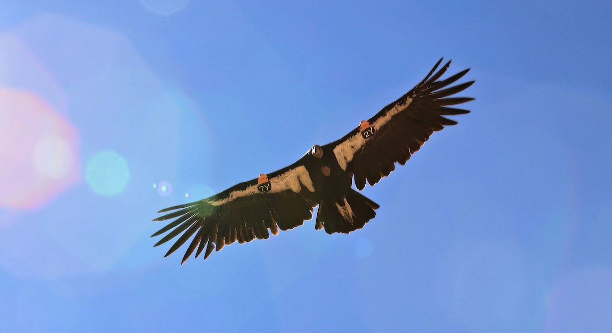 California Condor - ML625343299