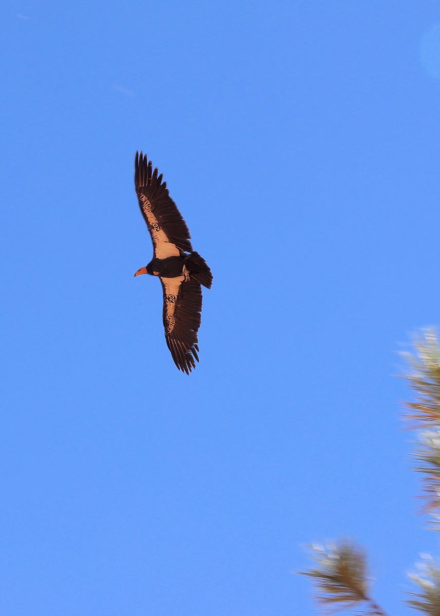 California Condor - ML625343300