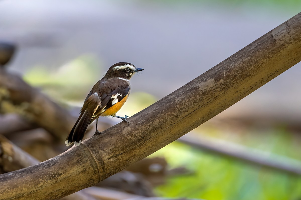 Buff-sided Robin - ML625343516
