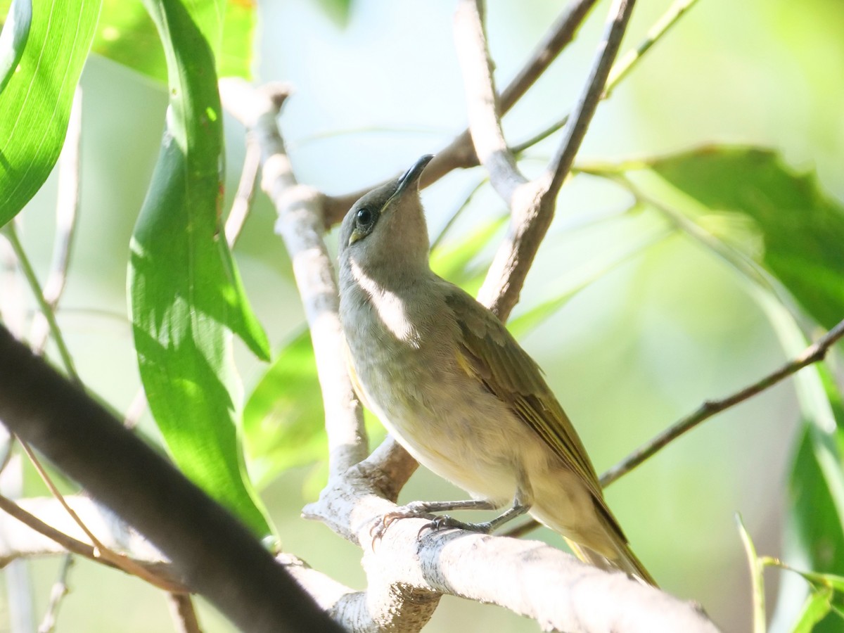 Brown Honeyeater - ML625343519