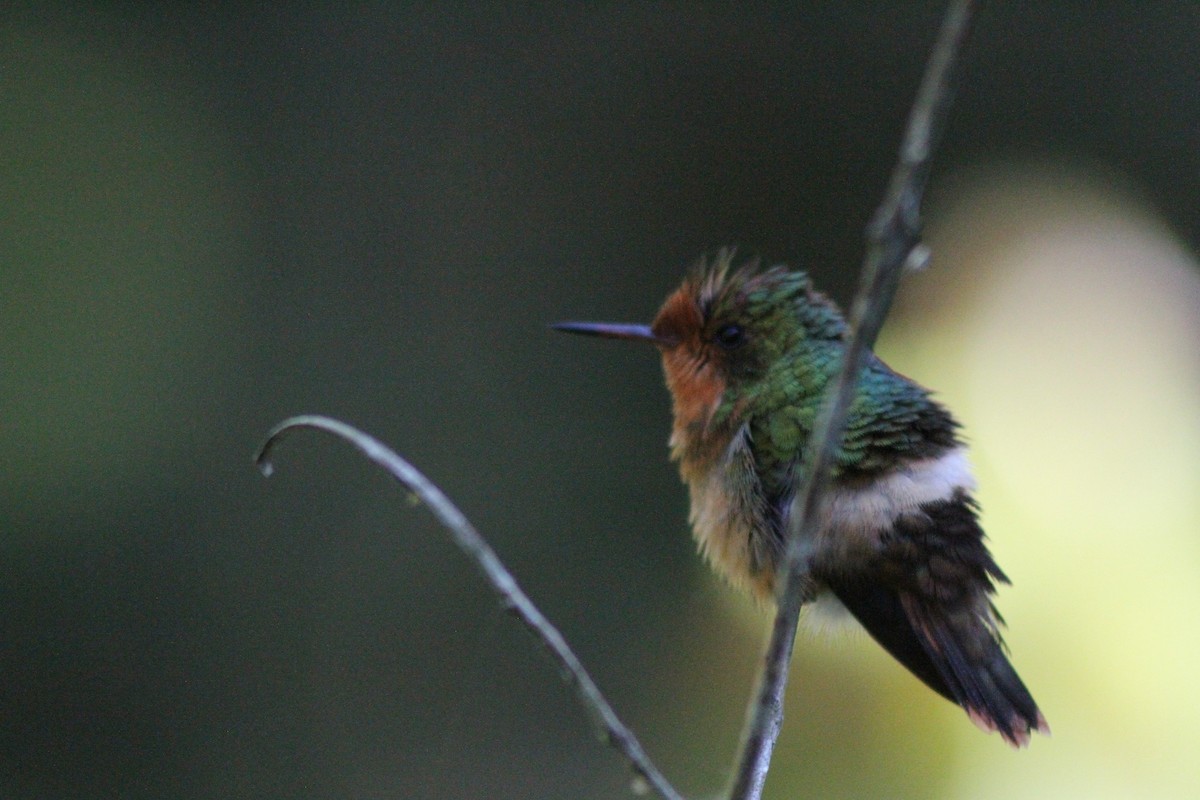 Rufous-crested Coquette - Henry Lehman