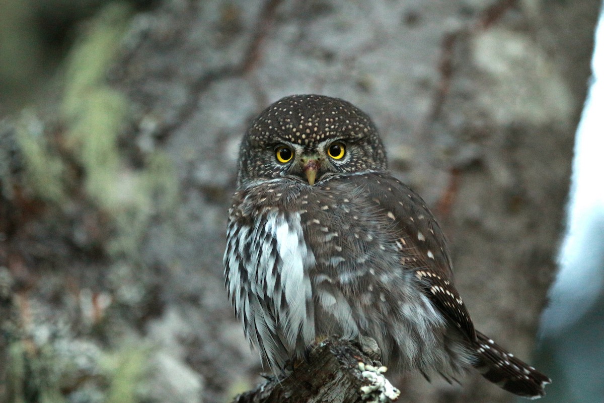 Northern Pygmy-Owl (Pacific) - ML625343623