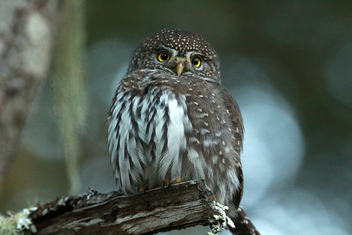 Northern Pygmy-Owl (Pacific) - ML625343626