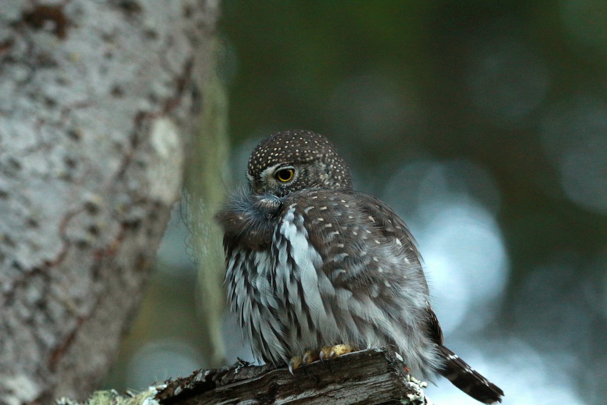 Northern Pygmy-Owl (Pacific) - ML625343627