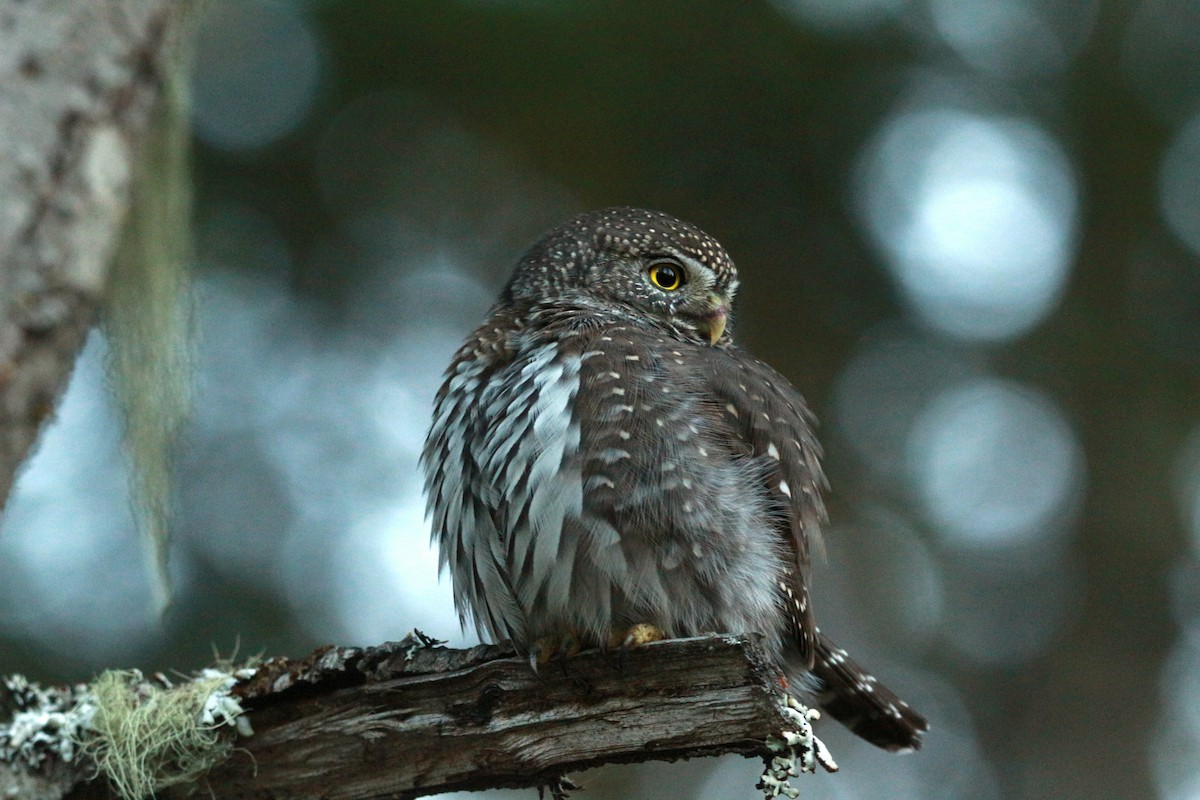 Northern Pygmy-Owl (Pacific) - ML625343631