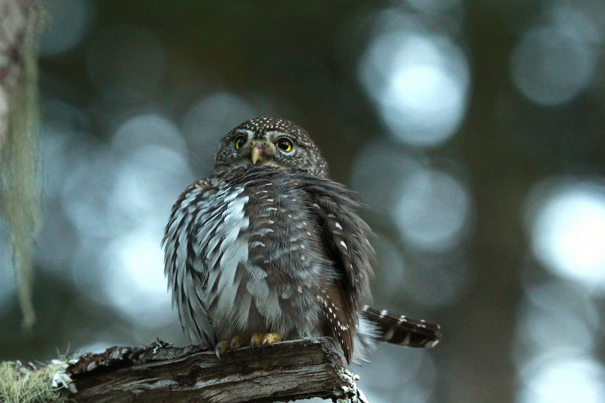 Northern Pygmy-Owl (Pacific) - ML625343637