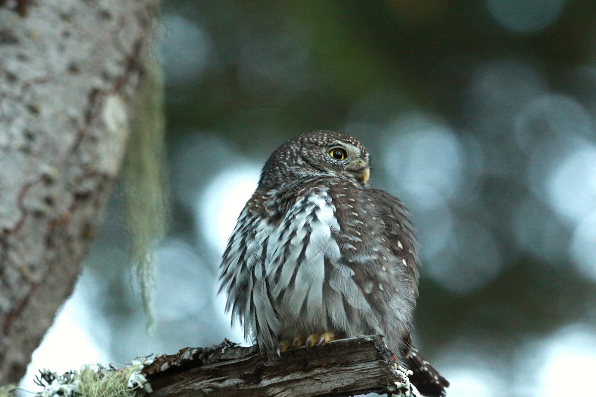 Northern Pygmy-Owl (Pacific) - ML625343640