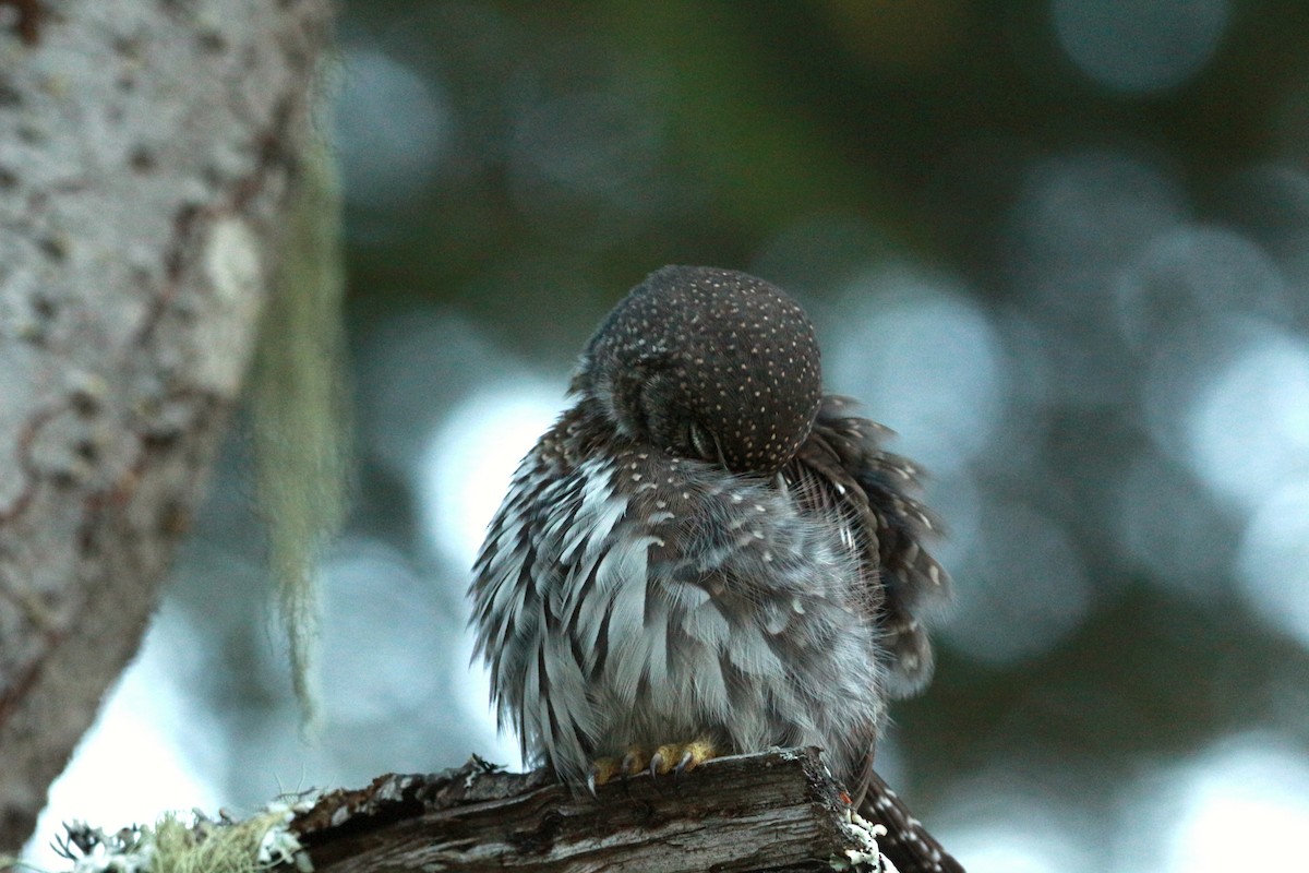 Northern Pygmy-Owl (Pacific) - ML625343641