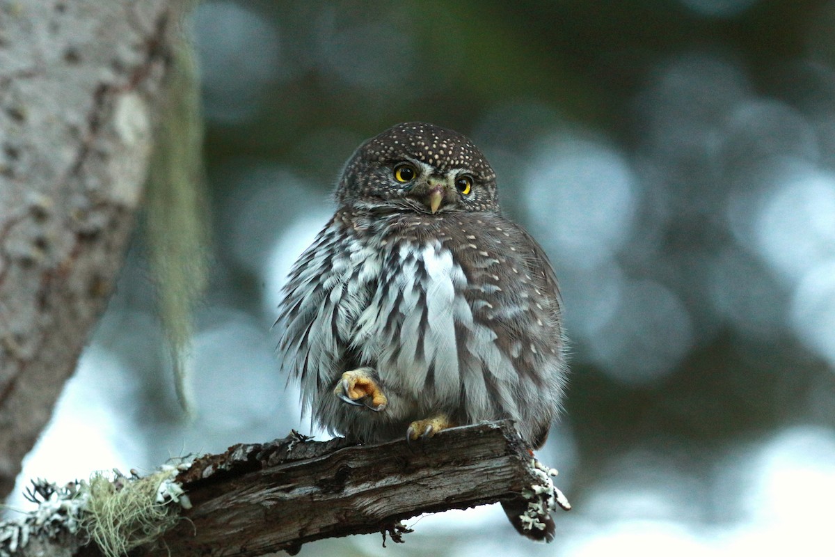 Northern Pygmy-Owl (Pacific) - ML625343642