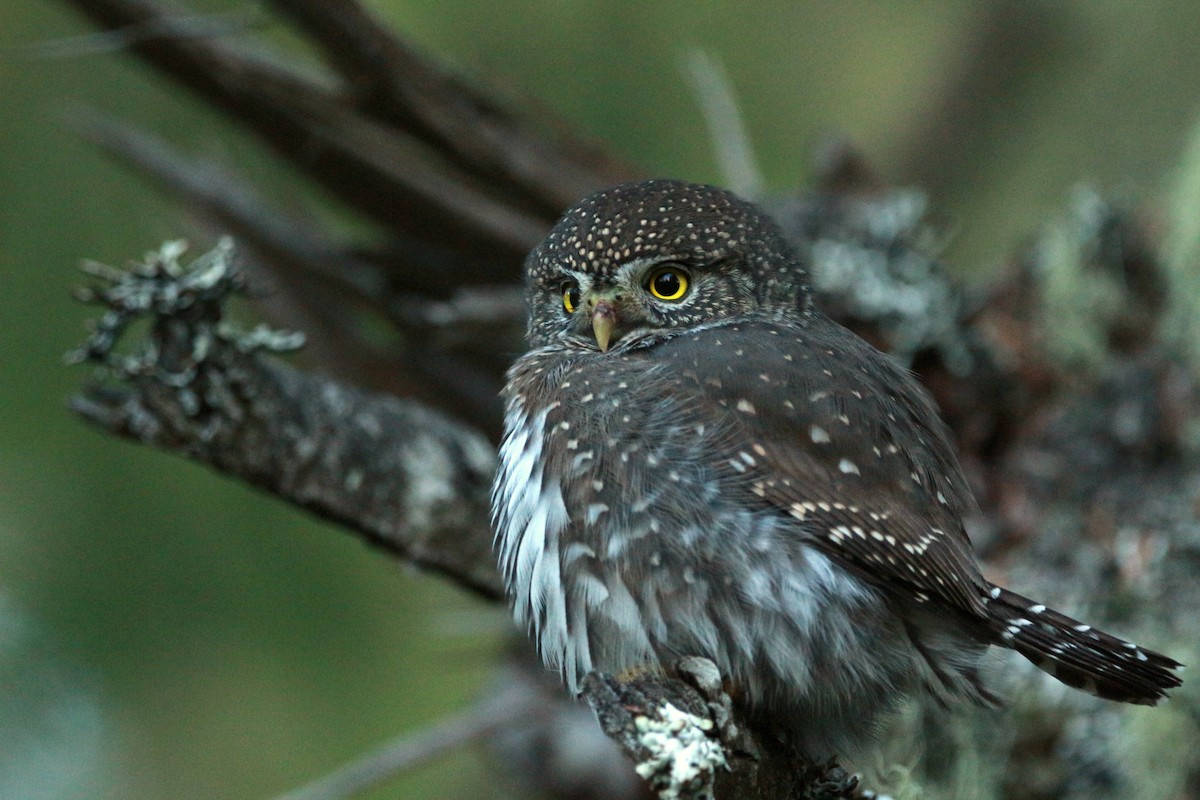 Northern Pygmy-Owl (Pacific) - ML625343649