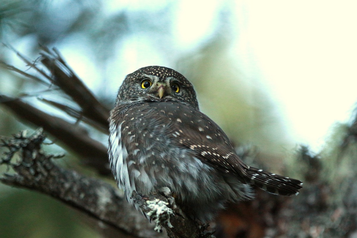 Northern Pygmy-Owl (Pacific) - ML625343652