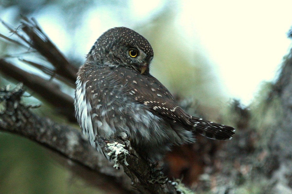 Northern Pygmy-Owl (Pacific) - ML625343663