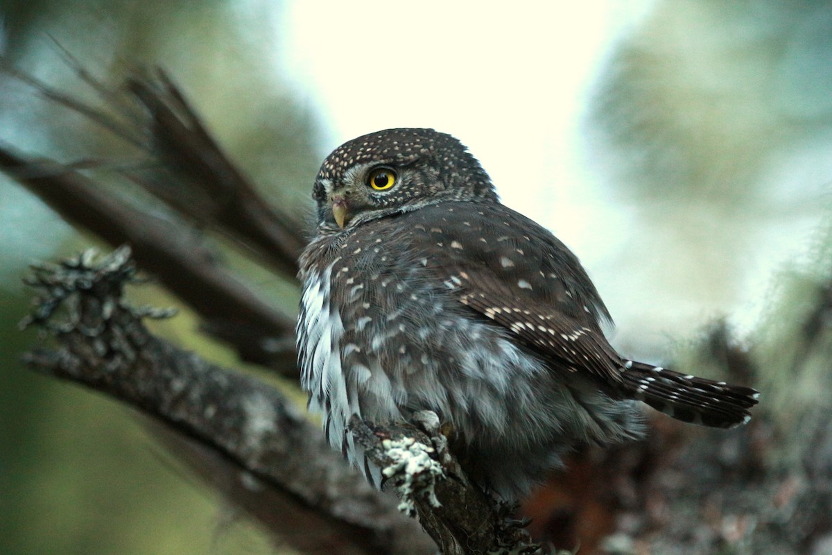 Northern Pygmy-Owl (Pacific) - ML625343664