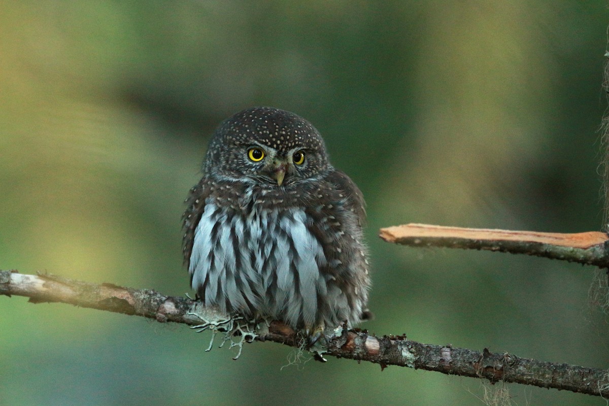 Northern Pygmy-Owl (Pacific) - ML625343665