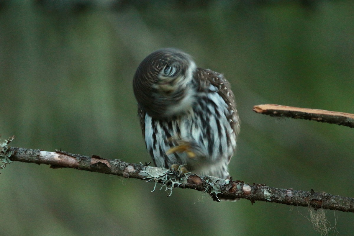 Northern Pygmy-Owl (Pacific) - ML625343669