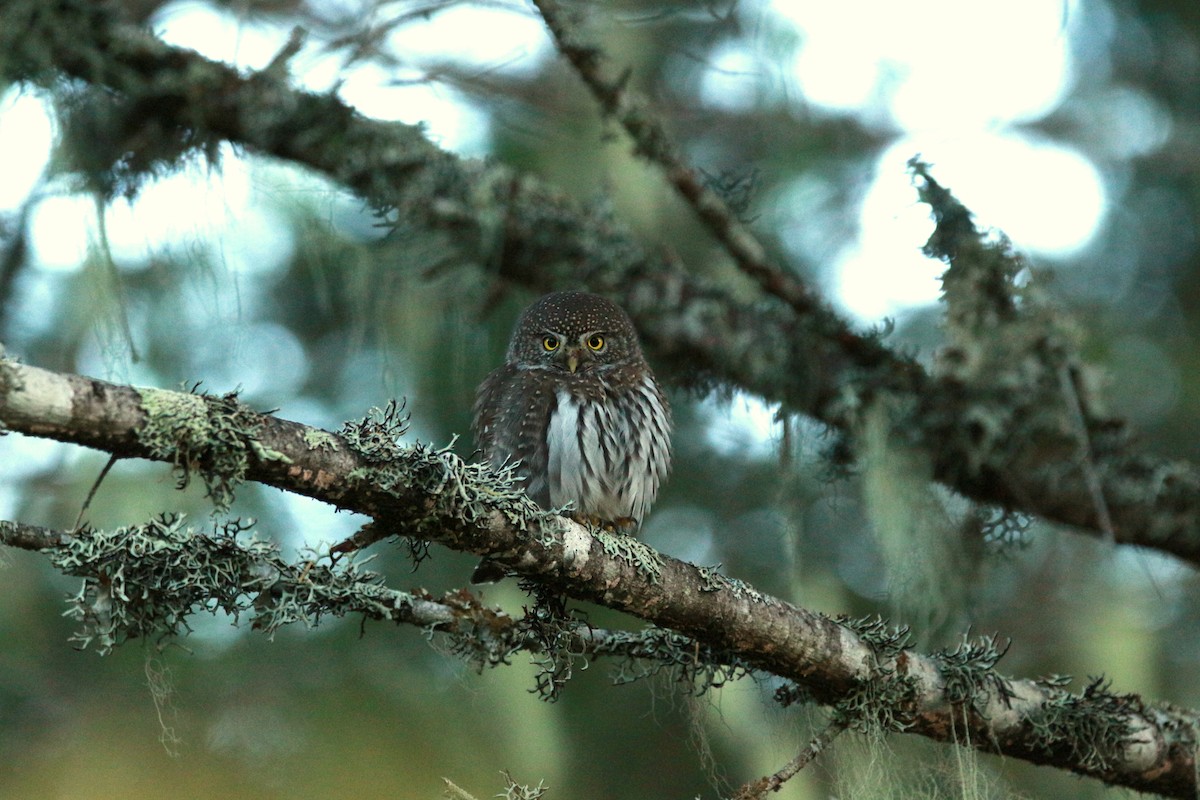 Northern Pygmy-Owl (Pacific) - ML625343671