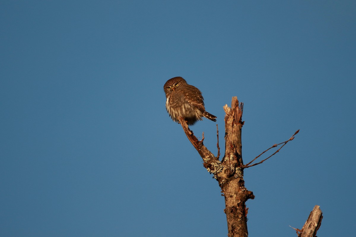 Northern Pygmy-Owl (Pacific) - ML625343677