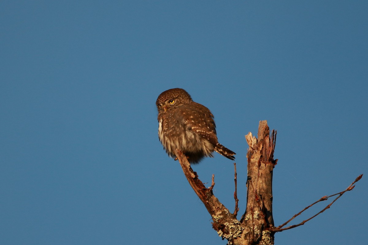 Northern Pygmy-Owl (Pacific) - ML625343678