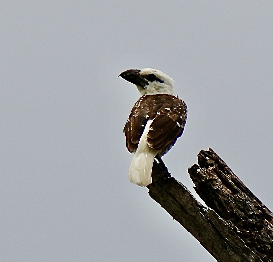 White-headed Barbet - ML625343746