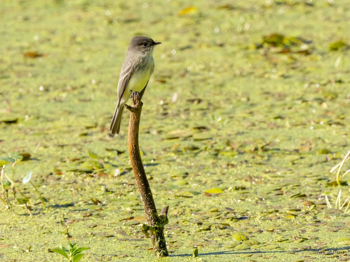 Eastern Phoebe - ML625343889