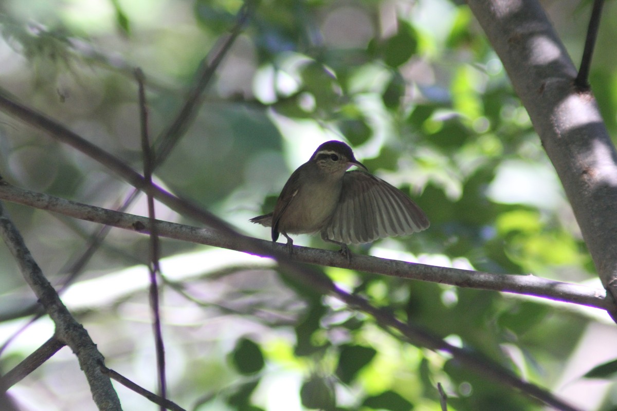 White-bellied Wren - ML625344045