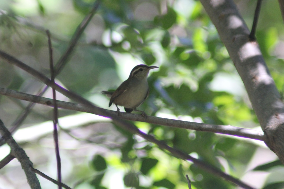 White-bellied Wren - ML625344046