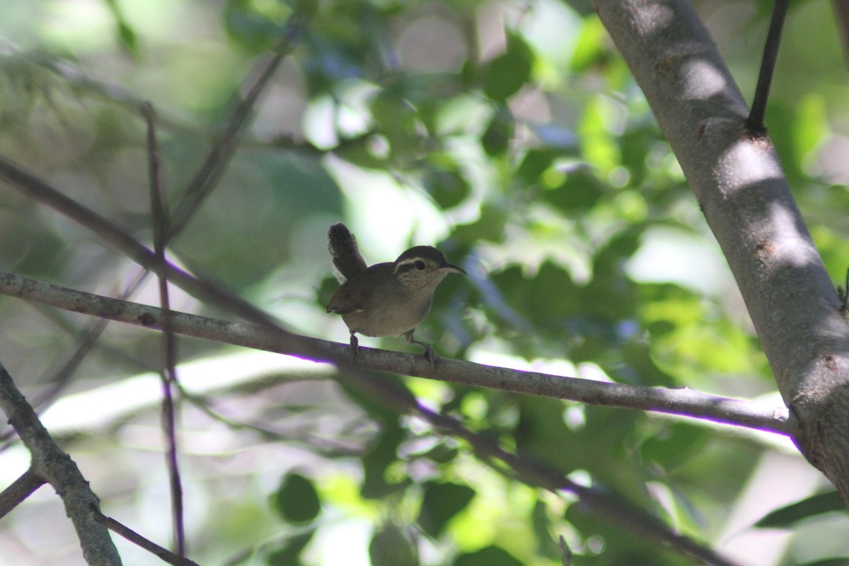 White-bellied Wren - ML625344047