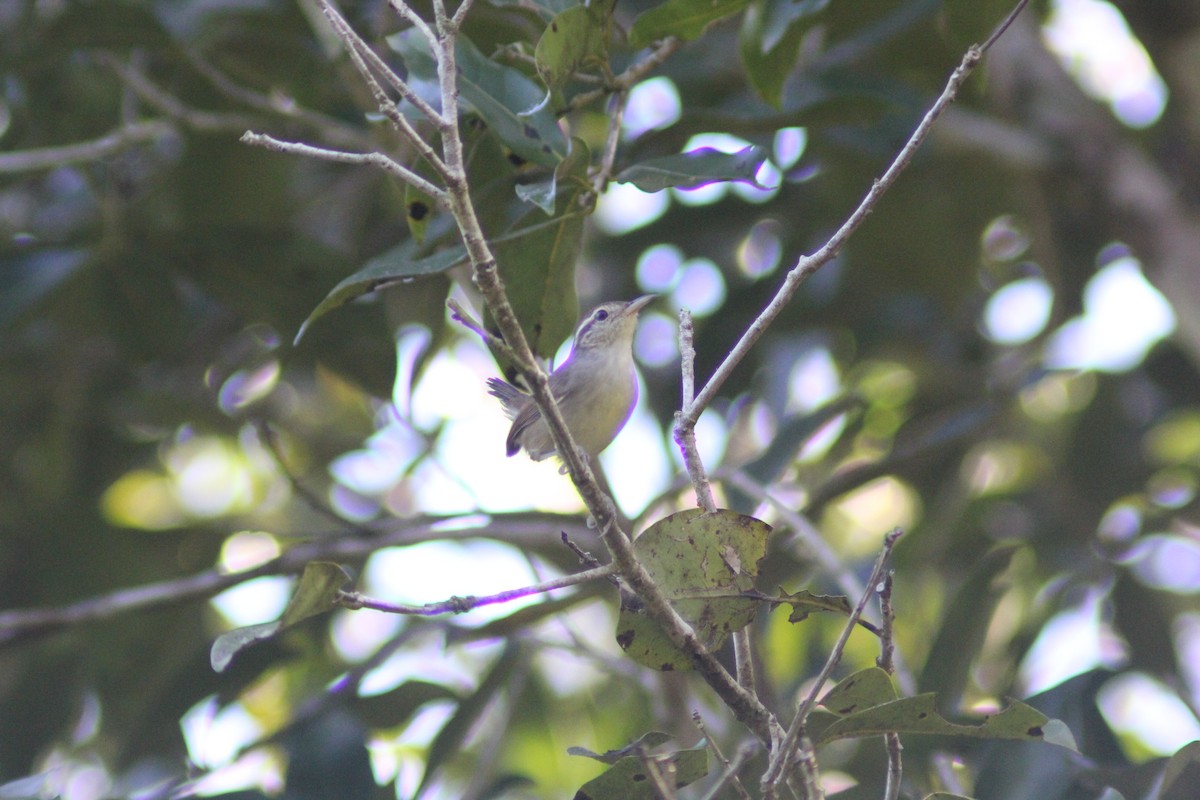 White-bellied Wren - ML625344048