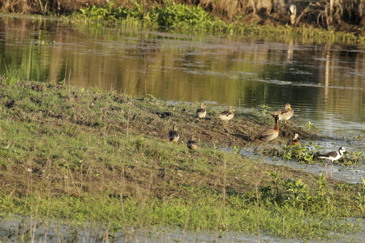 Yellow-billed Pintail - ML625344105