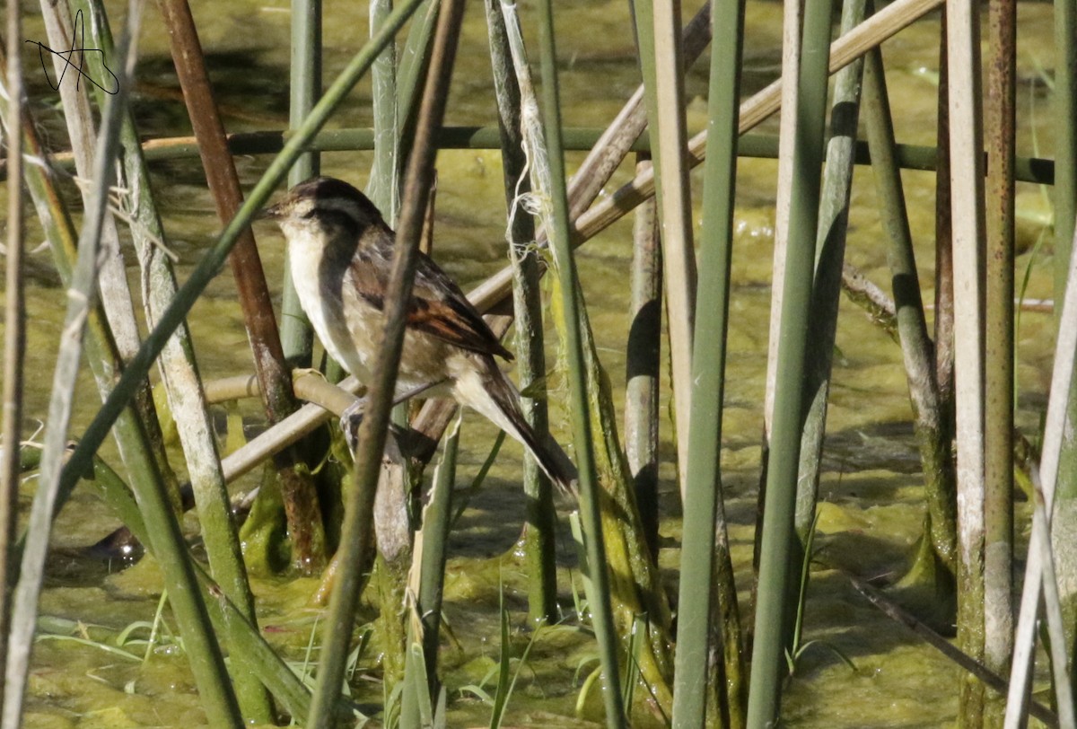 Wren-like Rushbird - Susana Godoy Cestau