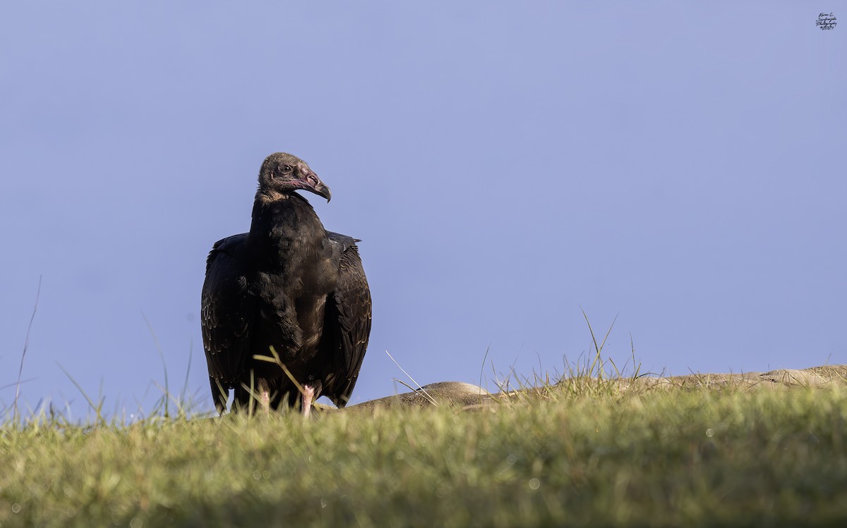 Turkey Vulture - ML625344351