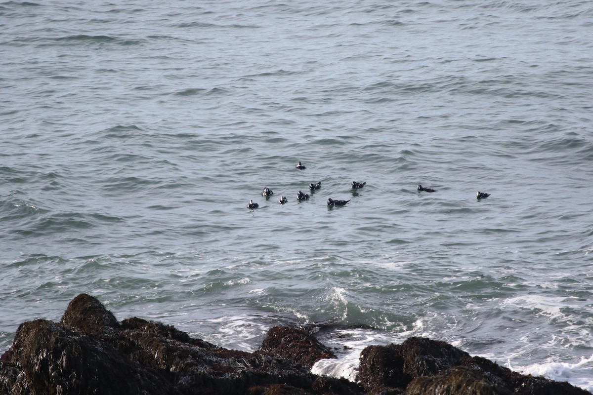 Harlequin Duck - ML625344480