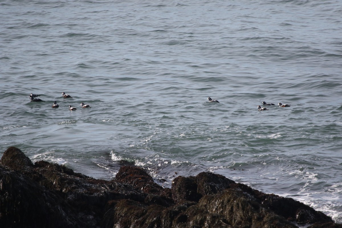 Harlequin Duck - ML625344487