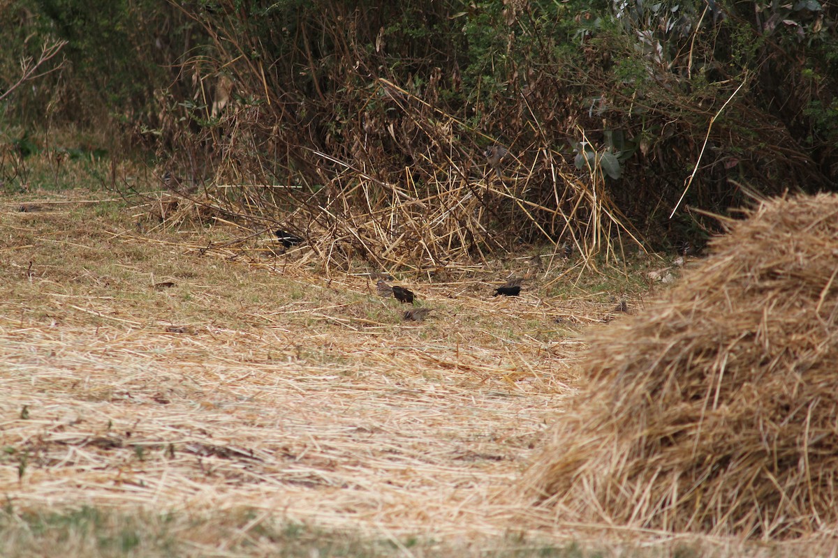 Yellow-winged Blackbird - ML625344489