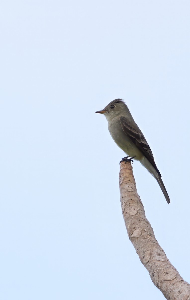 Western Wood-Pewee - ML625344539