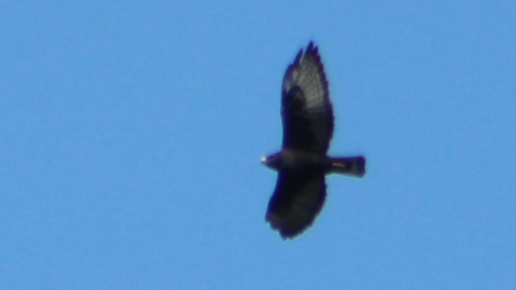 Short-tailed Hawk - ML625344554