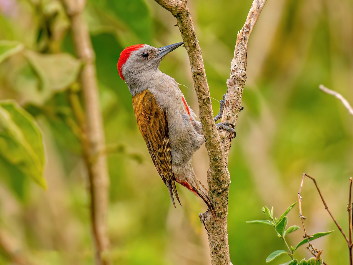 Mountain Gray Woodpecker - Dendropicos spodocephalus - Birds of